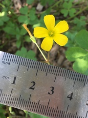 Oxalis niederleinii