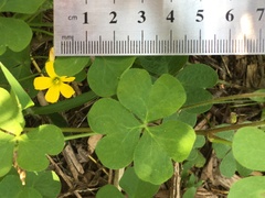 Oxalis niederleinii
