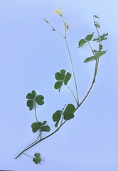 Oxalis niederleinii