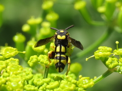 Leucospis intermedia