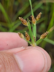 Fimbristylis tomentosa