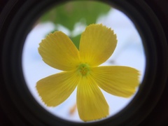 Oxalis niederleinii