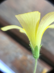 Oxalis niederleinii