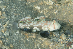 Signigobius biocellatus