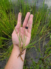 Fimbristylis tomentosa