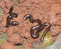 Leptotyphlops