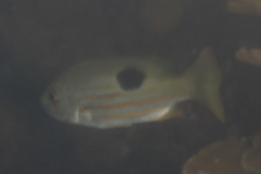 Lutjanus ehrenbergii