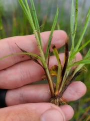 Fimbristylis tomentosa