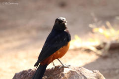 Thamnolaea cinnamomeiventris