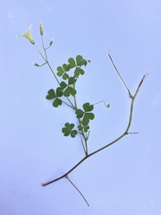 Oxalis niederleinii