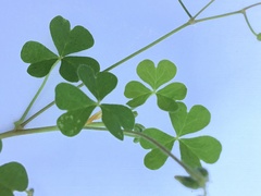 Oxalis niederleinii