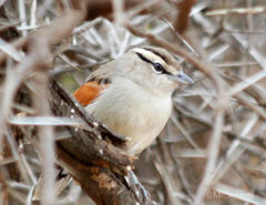 Tchagra australis