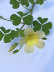 Oxalis niederleinii