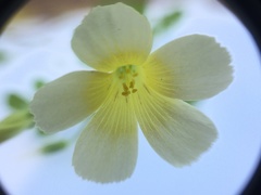 Oxalis niederleinii