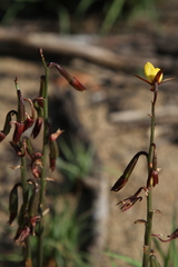 Eulophia hians inaequalis