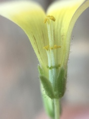Oxalis niederleinii