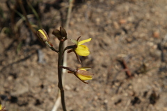 Eulophia hians inaequalis