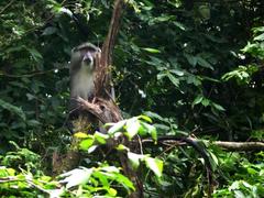 Cercopithecus mitis erythrarchus