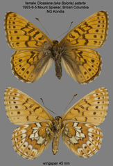 Boloria astarte