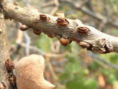 Disholcaspis mellifica