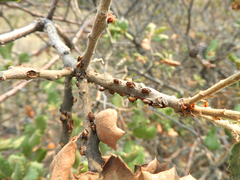 Disholcaspis mellifica