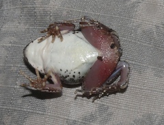 Tomopterna natalensis