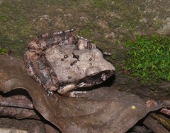 Tomopterna natalensis