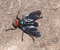 Bromophila caffra