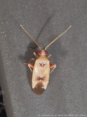 Parthenicus juniperi