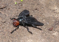 Bromophila caffra