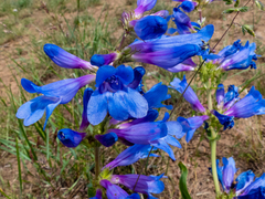 Penstemon perpulcher