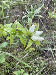 Gentiana alba
