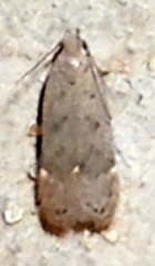 Anacampsis comparanda