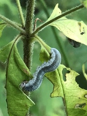 Monostegia