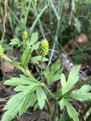 Ranunculus chinensis