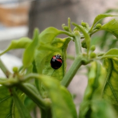 Cheilomenes sexmaculata