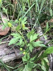 Ranunculus chinensis