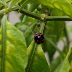 Cheilomenes sexmaculata