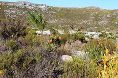 Liparia splendens splendens