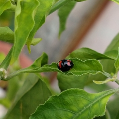 Cheilomenes sexmaculata