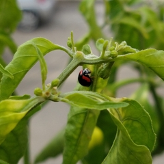 Cheilomenes sexmaculata