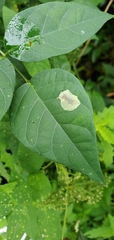 Anarsioses aberrans
