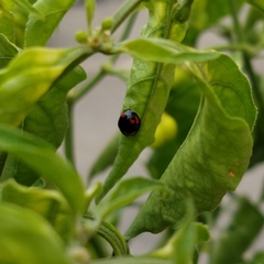 Cheilomenes sexmaculata