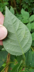 Anarsioses aberrans