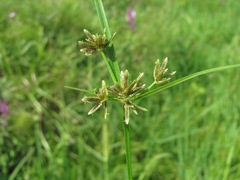 Cyperus fuscus