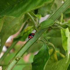 Cheilomenes sexmaculata