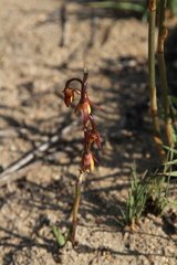 Eulophia hians inaequalis