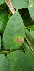 Anarsioses aberrans