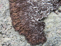 Anaptychia runcinata