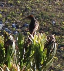 Sphenoeacus afer afer